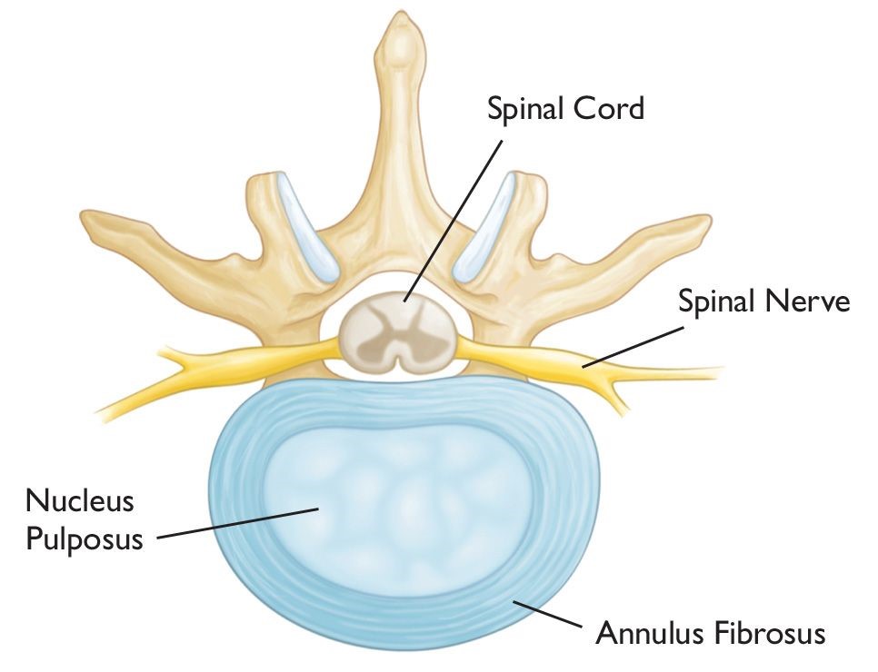 Healthy intervertebral disk (cross-section view)
