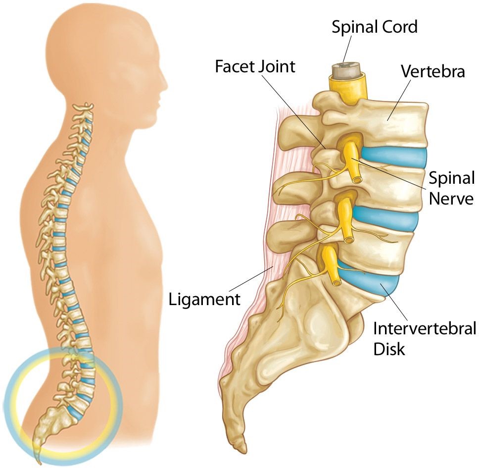 Parts of the lumbar (lower) spine